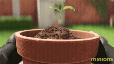 A Person Is Holding A Potted Plant With The Word Minions Written On The Bottom GIF