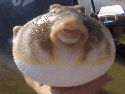 A Person Is Holding A Puffer Fish In Their Hand With Their Mouth Open . GIF