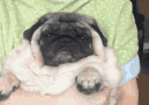 A Person Is Holding A Pug Dog In Their Arms With Its Mouth Open GIF