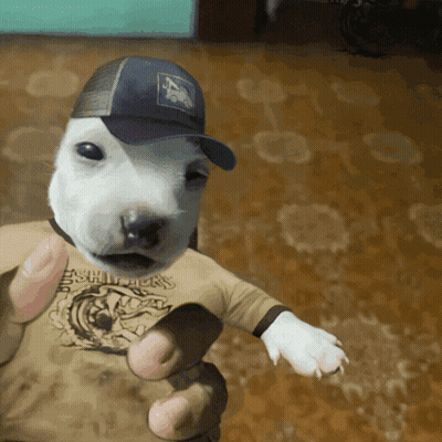 A Person Is Holding A Puppy Wearing A Baseball Cap And A Shirt That Says Eagles On It GIF