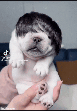 A Person Is Holding A Puppy With A Wig On It . GIF