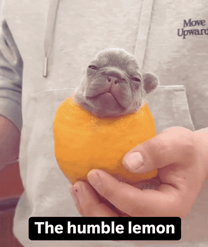 A Person Is Holding A Puppy With An Orange Slice On Its Head And The Words " The Humble Lemon " Below It GIF