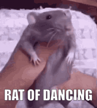 A Person Is Holding A Rat In Their Hand And It Is Dancing . GIF