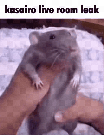 A Person Is Holding A Rat In Their Hand With The Caption `` Kasairo Live Room Leak '' . GIF