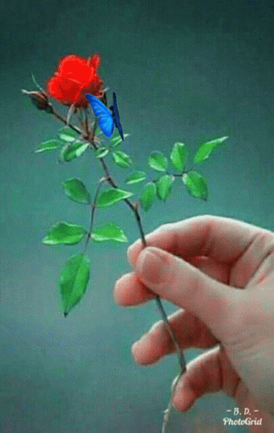 A Person Is Holding A Red Rose With Green Leaves . GIF