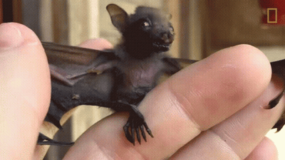 A Person Is Holding A Small Bat In Their Hand With A National Geographic Logo In The Background GIF