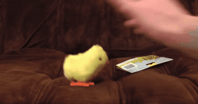 A Person Is Holding A Small Bird On A Couch GIF