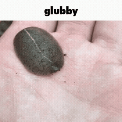 A Person Is Holding A Small Black Bug In Their Hand And The Word Glubby Is Above It GIF