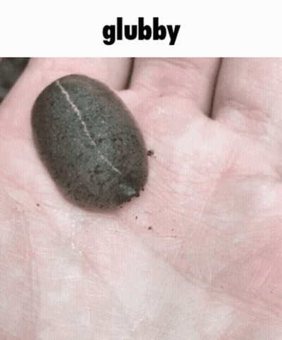 A Person Is Holding A Small Black Bug In Their Hand With The Word Glubby Above It GIF