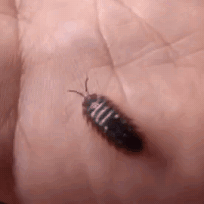 A Person Is Holding A Small Black Bug On Their Hand . GIF