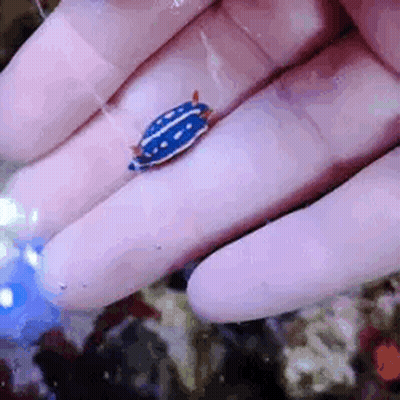 A Person Is Holding A Small Blue And White Sea Slug In Their Hands . GIF
