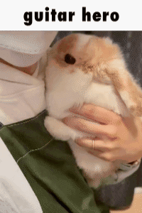 A Person Is Holding A Small Brown And White Rabbit With The Words Guitar Hero Written Above It GIF