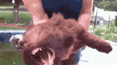 A Person Is Holding A Small Brown Dog In Their Arms . GIF