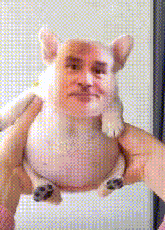 A Person Is Holding A Small Dog With A Face On It GIF