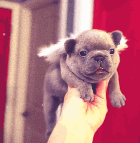 A Person Is Holding A Small Dog With White Wings GIF