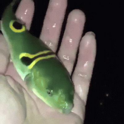 A Person Is Holding A Small Green Fish With A Yellow Stripe On Its Face GIF