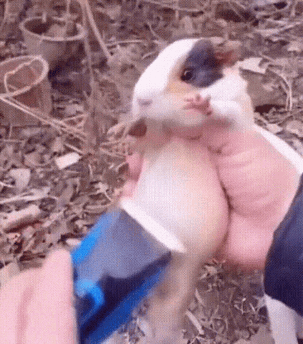 A Person Is Holding A Small Guinea Pig In Their Hands GIF