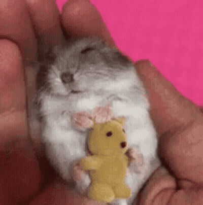 A Person Is Holding A Small Hamster With A Yellow Teddy Bear In Their Hands . GIF