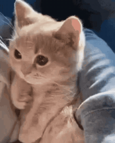 A Person Is Holding A Small Kitten In Their Arms And It Is Looking At The Camera . GIF