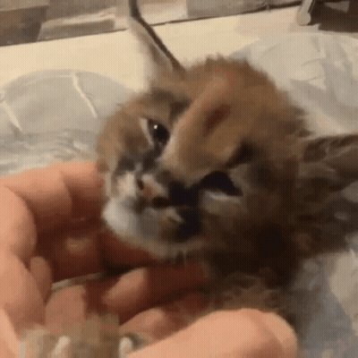 A Person Is Holding A Small Kitten In Their Hands And Petting It . GIF
