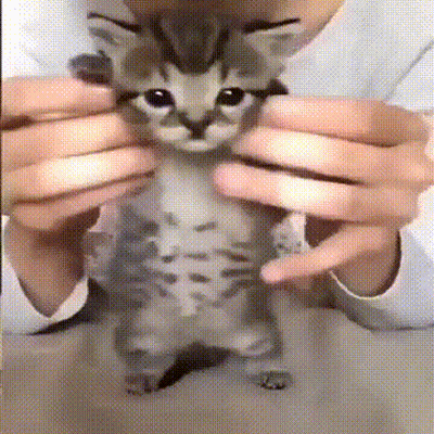 A Person Is Holding A Small Kitten In Their Hands . GIF