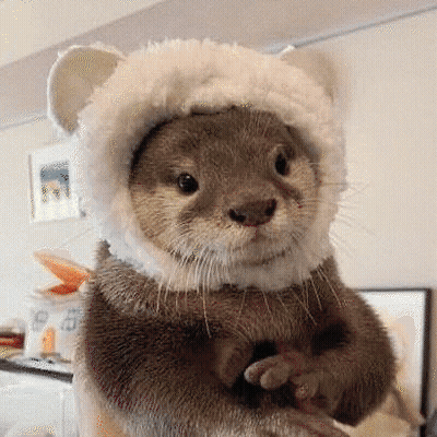 A Person Is Holding A Small Otter Wearing A White Hat . GIF
