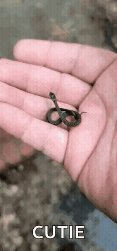 A Person Is Holding A Small Snake In Their Hands . GIF