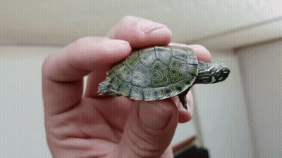 A Person Is Holding A Small Tortoise In Their Hand GIF