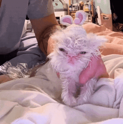 A Person Is Holding A Small White Cat With Pink Bunny Ears On Its Head GIF