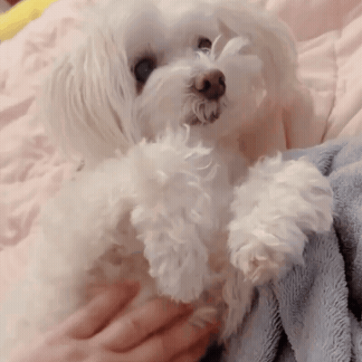 A Person Is Holding A Small White Dog On A Bed GIF