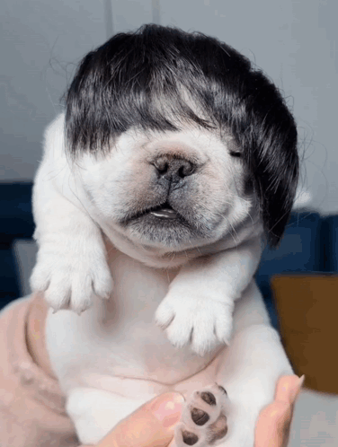 A Person Is Holding A Small White Dog With A Wig On Its Head GIF