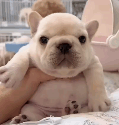 A Person Is Holding A Small White French Bulldog Puppy On Their Lap . GIF
