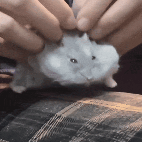 A Person Is Holding A Small White Hamster GIF