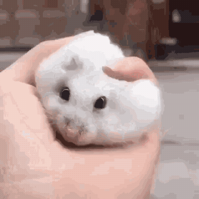 A Person Is Holding A Small White Hamster In Their Hands . GIF