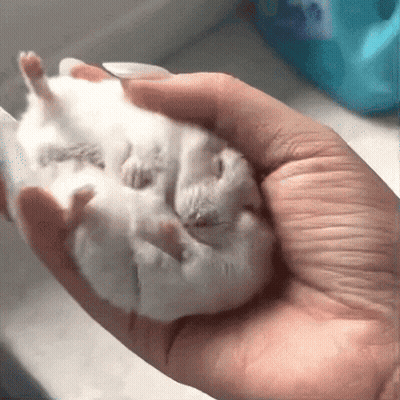 A Person Is Holding A Small White Hamster In Their Hands GIF