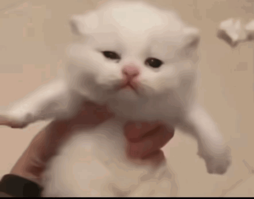A Person Is Holding A Small White Kitten With A Pink Nose In Their Hands . GIF