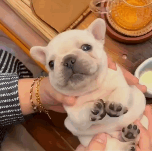 A Person Is Holding A Small White Puppy In Their Arms . GIF