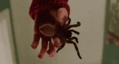 A Person Is Holding A Spider In Their Hands . GIF