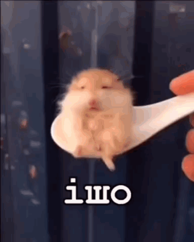 A Person Is Holding A Spoon With A Hamster On It In Their Hand . GIF