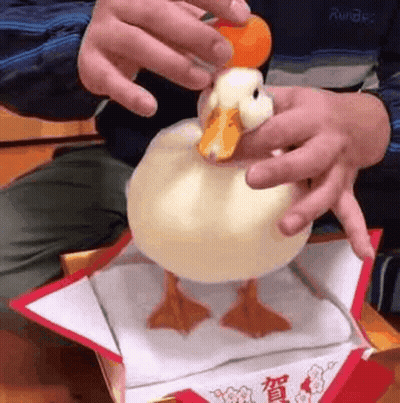 A Person Is Holding A Stuffed Duck In Their Hands And Putting It In A Box . GIF