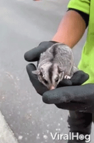 A Person Is Holding A Sugar Glider In Their Hands While Wearing Gloves . GIF