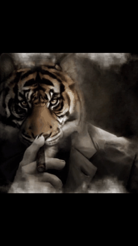 A Person Is Holding A Tiger In Their Hands GIF