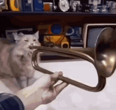 A Person Is Holding A Trumpet With A Cat In The Background . GIF