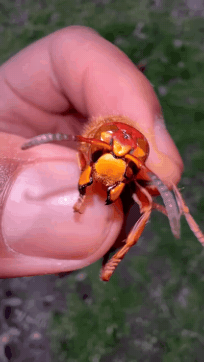 A Person Is Holding A Wasp In Their Hand With A Green Background . GIF