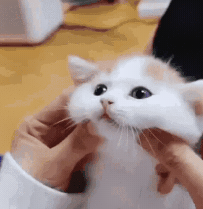 A Person Is Holding A White And Orange Kitten With Purple Eyes In Their Hands . GIF