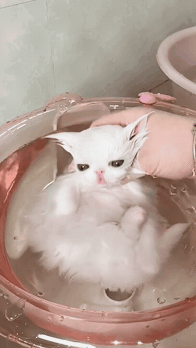 A Person Is Holding A White Cat In A Pink Bowl Of Water GIF
