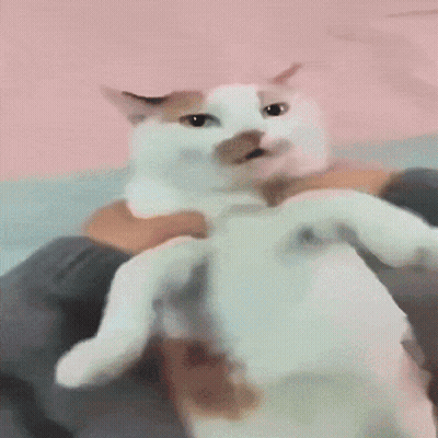 A Person Is Holding A White Cat That Looks Like It Is Making A Face GIF