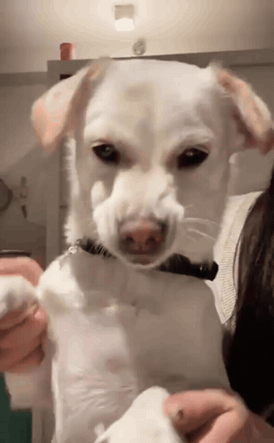 A Person Is Holding A White Dog In Their Arms . GIF