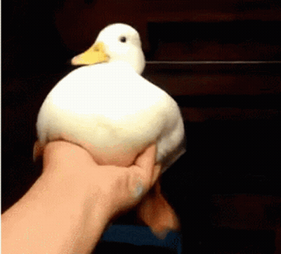 A Person Is Holding A White Duck In Their Hand . GIF