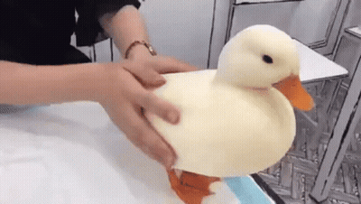 A Person Is Holding A White Duck On A Table . GIF